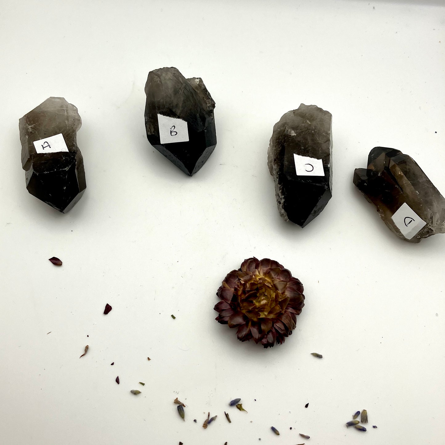 Very dark, natural Smoky Quartz points. 45-60g 4 available